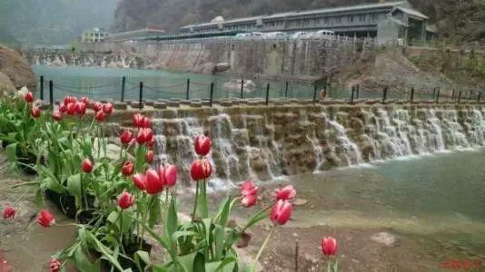 兴业：小粽子辣做法 辣椒粽子带来火辣“新”年味